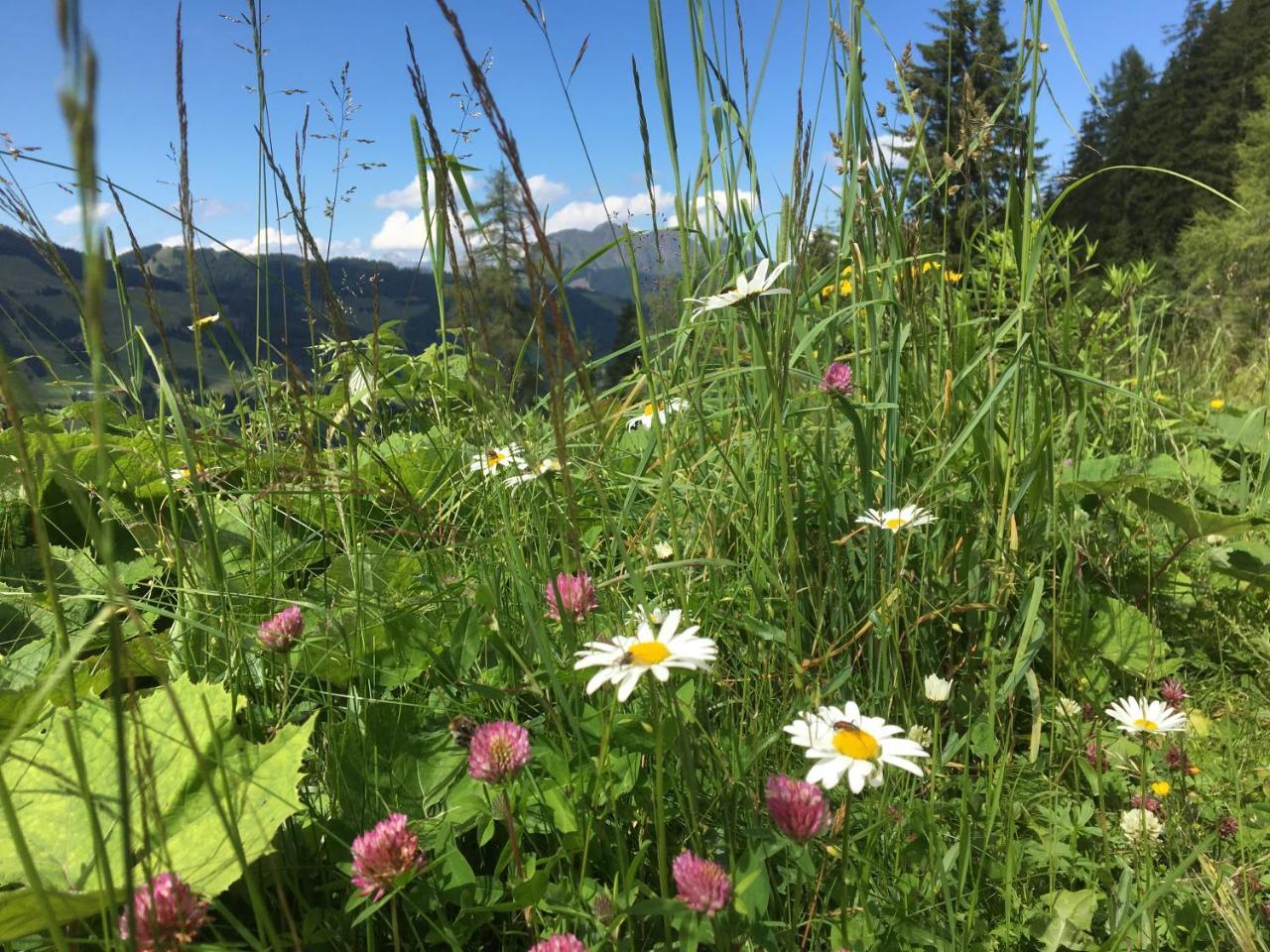Am Zwoelferkogel Appartements Saalbach-Hinterglemm Exteriér fotografie